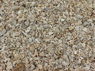 beach ,  shell