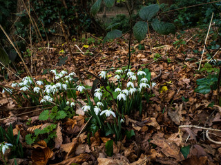 snowdrops in the woods