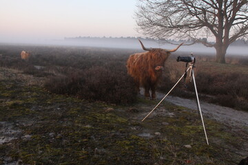 A Scottish highlander looks closely at the camera on a tripod, in a foggy moorland landscape.