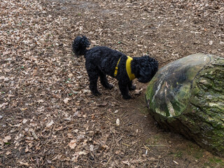 Obraz premium dog playing with ball like tree