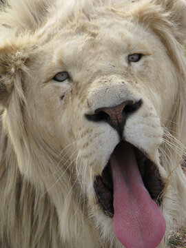 Close-up shot of a face of a transvaal lion yawning on a sunny day