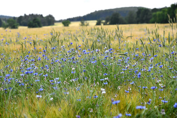Blaue Kornblumen in einem Getreidefeld