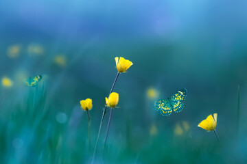Yellow wild flowers and butterflies. Spring summer background. - 489213643