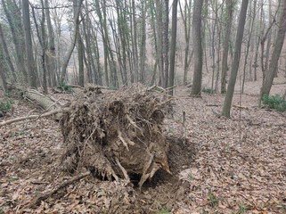 fallen tree in the Fruska Gora forest
