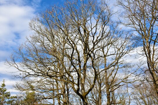 Leafless sessile oak (Quercus petraea) tree