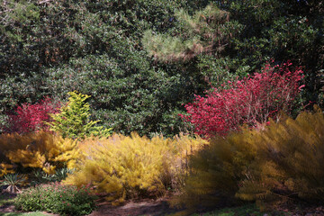 Colorful Fall leaves on a tree