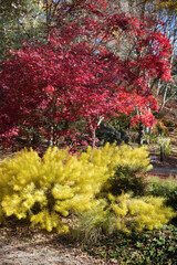 Colorful Fall leaves on a tree
