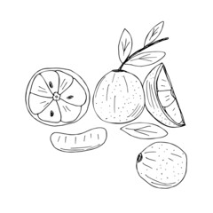 orange or tangerine hand drawn vector set of whole and sliced fruits black and white doodle style illustration