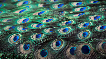 Beautiful peacock bird feather spreads