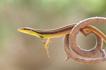 Grass Lizard in Natural Life's