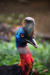Southern cassowary bird with it's unique throne on the head.