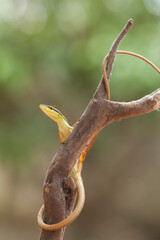Naklejka premium Grass Lizard in Natural Life's