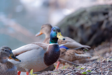 東京都新宿区の大きな公園にいる野鳥