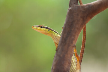 Grass Lizard in Natural Life's