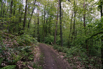 path in the forest