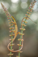 Grass Lizard in Natural Life's