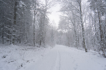 Fototapeta premium winter road in the forest