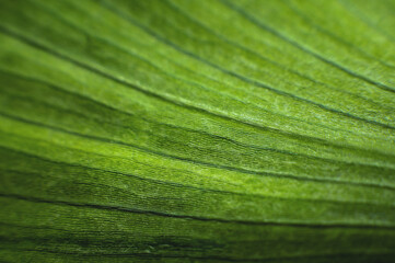 A close-up of a green leaf of a plant in macro photography showing the cells and structure of the green plant. Selective focus batanic background