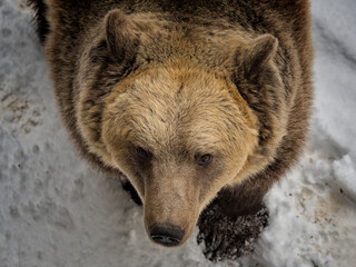 big brown bear looks into the camera