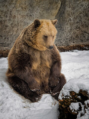 big brown bear sits sadly in the snow