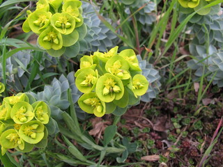 Flowering myrtle spurge, Euphorbia myrsinites, in spring