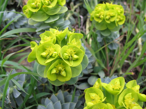 Flowering myrtle spurge, Euphorbia myrsinites, in spring