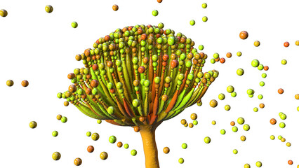 Fungi Aspergillus, black mold © Dr_Microbe