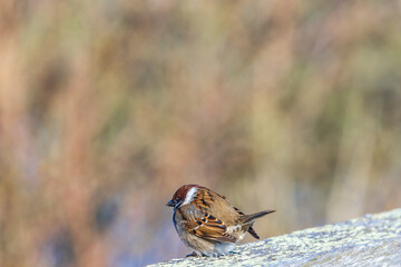 Tree sparrow perched on a wood plank