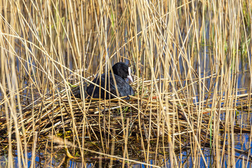 Eurasian coot nesting in the reed at spring