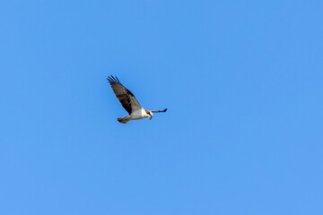 Fototapeta premium Osprey flying at the blue sky