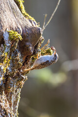 Treecreeper sitting in the sunshine on a tree trunk