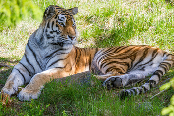 Der Sibirische Tiger (Panthera tigris altaica)