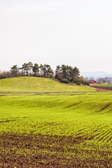 Landscape view with green field at springtime