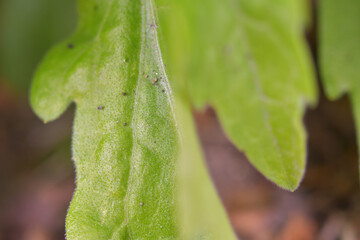 葉っぱのイメージ写真