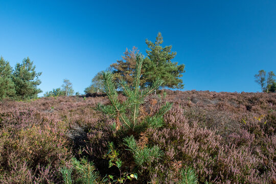 Dunwich Heath In Suffolk, On The East Coast Of England