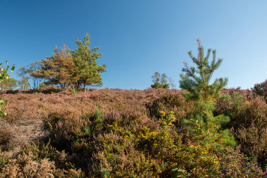 Dunwich Heath In Suffolk, On The East Coast Of England