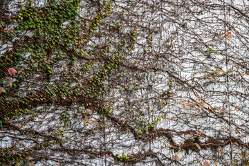 Facade of a building covered with dry creepers