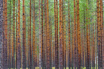 Schlanke Bäume eines Nadelwald in Schweden