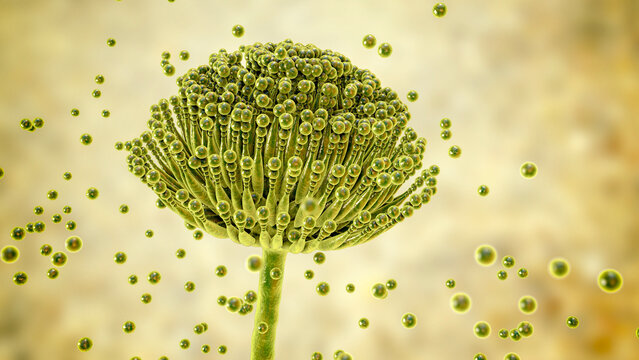 Fungi Aspergillus, black mold
