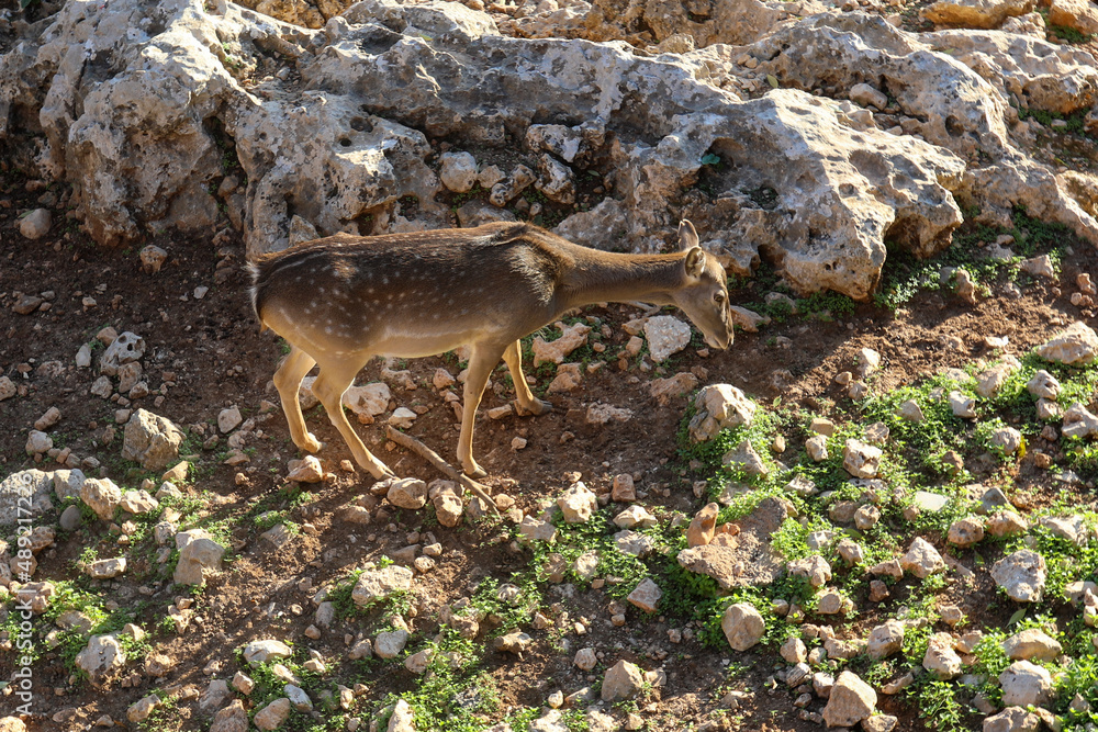 Wall mural A male spotted deer with horns in the jungles of the Gir National Park in Gujarat, India. High quality photo