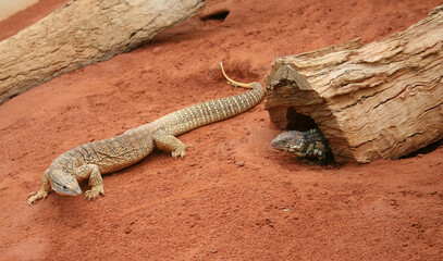 Monitor lizard and iguana on a dead tree and sandy ground - obrazy, fototapety, plakaty