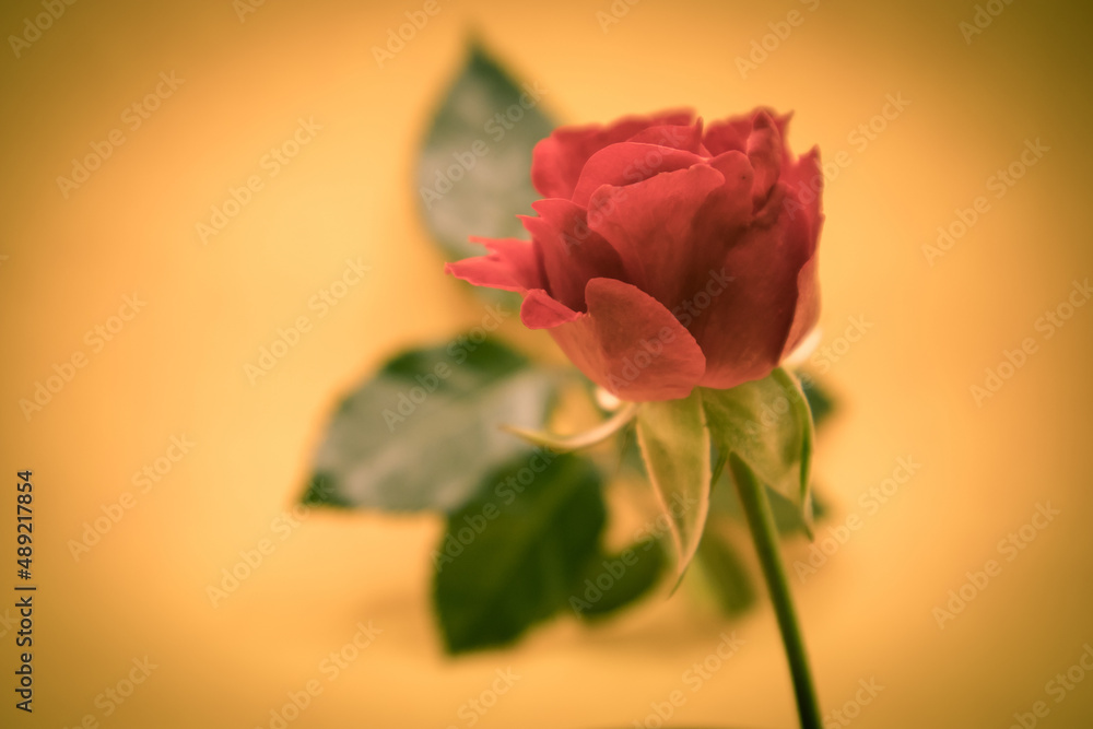 Poster A green leaf and a red rose in a pink background