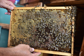 Closeup of honey bee hive