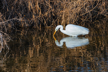 물고기 사냥중인 백로, 데칼코마니처럼 물가에 비친 백로의 모습