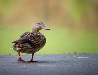 beautiful duck on a colored background