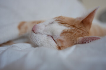 Little yellow and white kitten sleeping