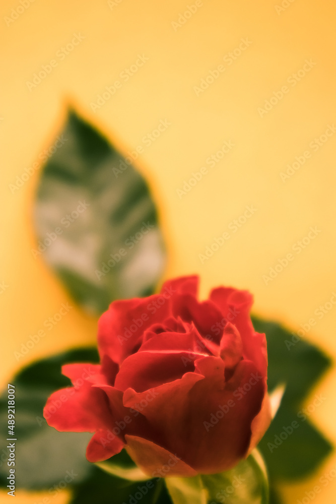 Wall mural A green leaf and a red rose in a pink background