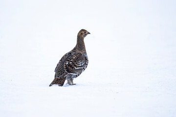 Black Grouse, Lyrurus tetrix