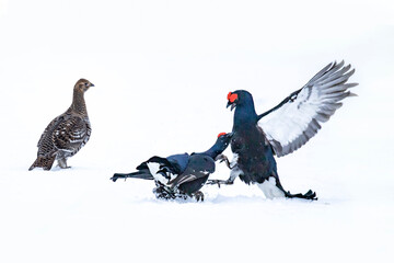 Black Grouse, Lyrurus tetrix