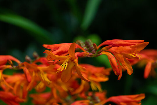 Closeup shot of coppertips flowers in the garden
